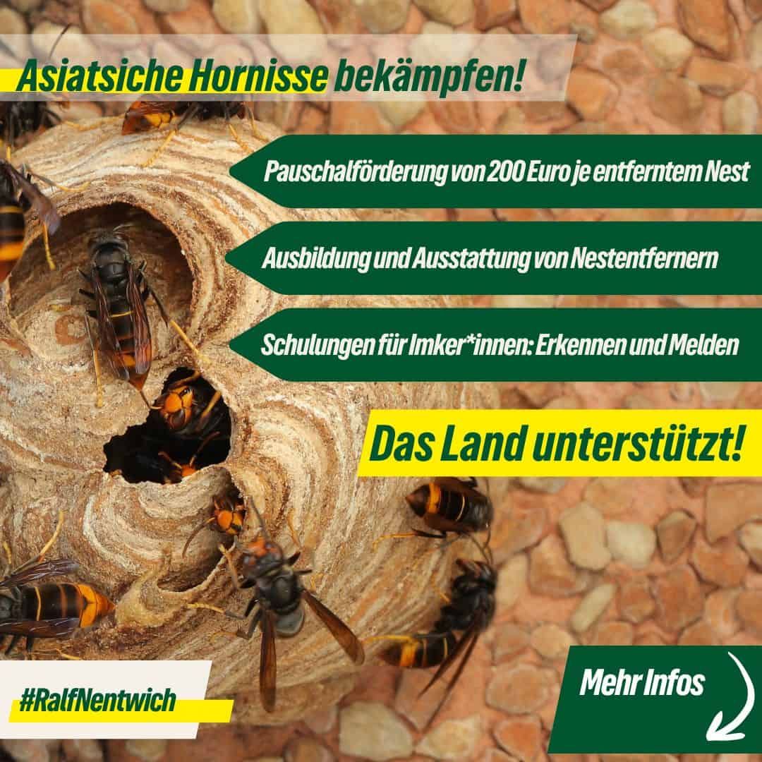 Bekämpfung Asiatischen Hornisse