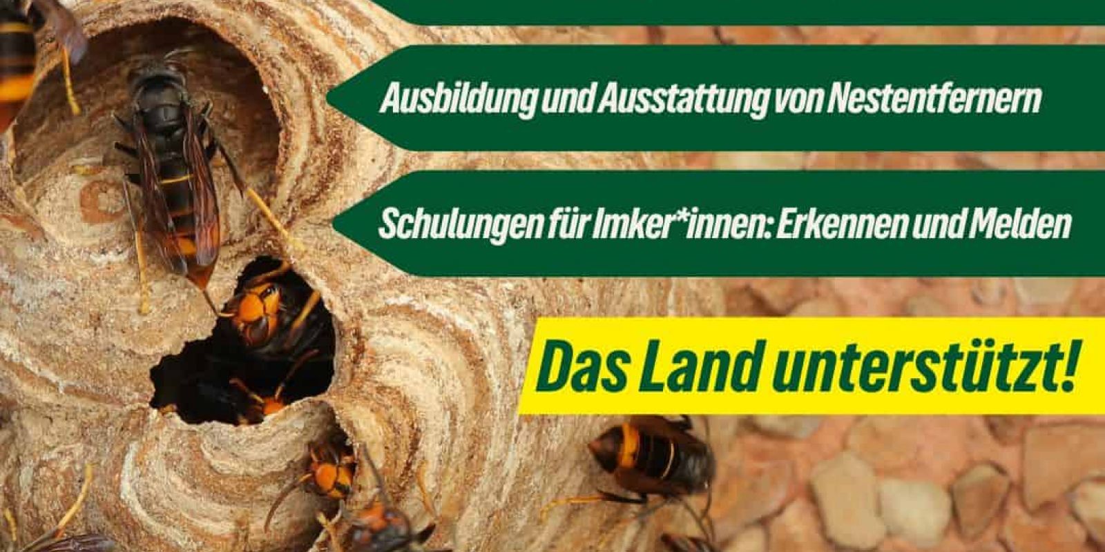 Bekämpfung Asiatischen Hornisse