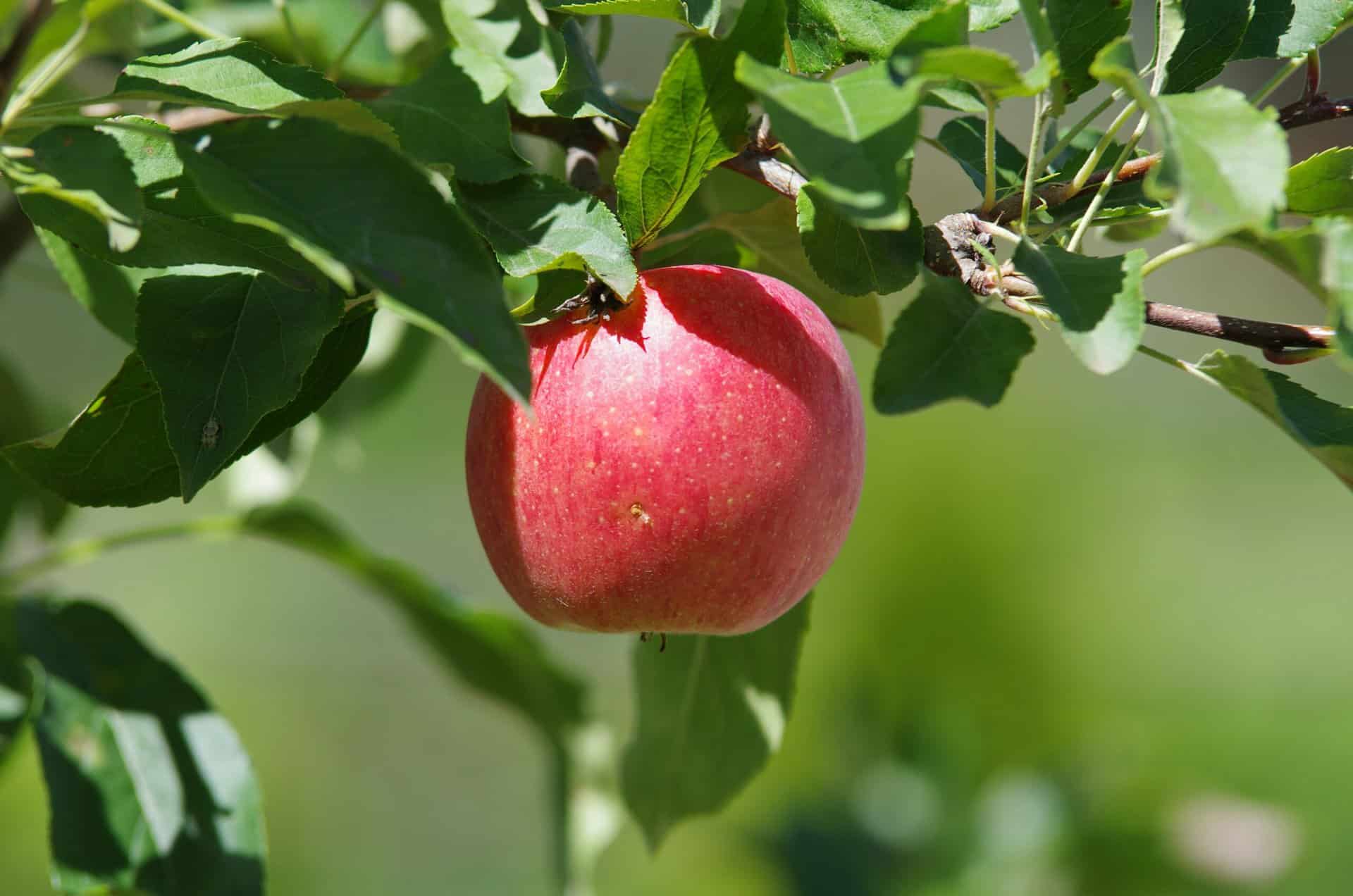 Streuobstwiese