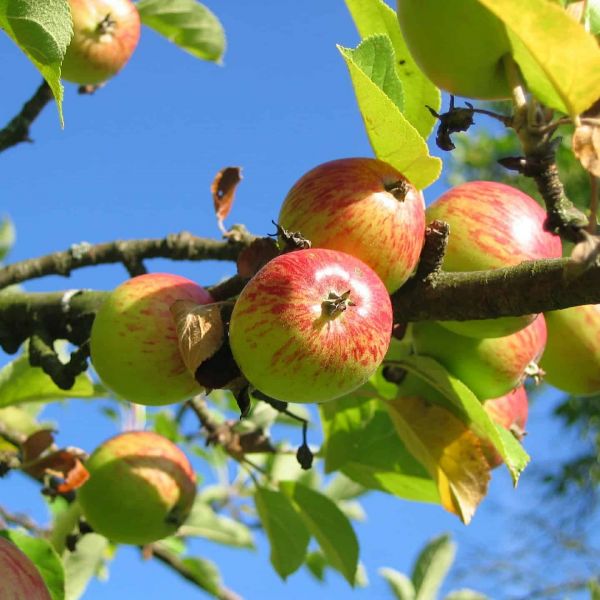 Streuobstwiesen im Rems-Murr-Kreis